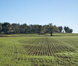 Cambia l’Imu sui terreni agricoli: